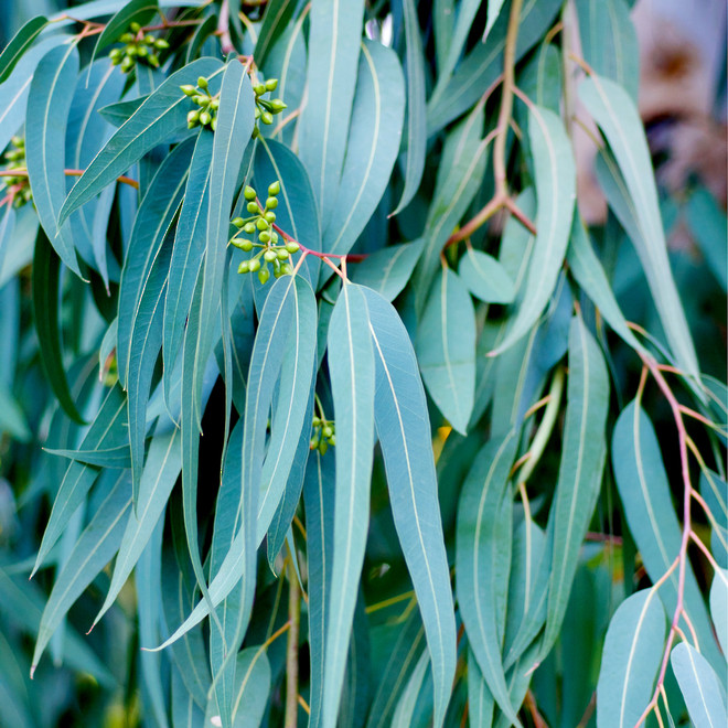 Eucalipt medicinal (10 seminte) arbore decorativ vesnic verde Eucalyptus globulus, frunze aromate, Toraf