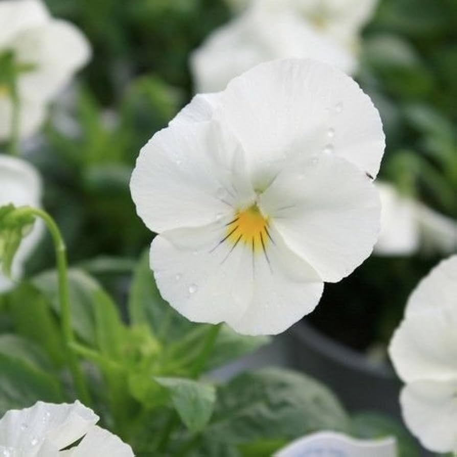 Firnenschnee (220 seminte) Panselute flori albe, Seklos