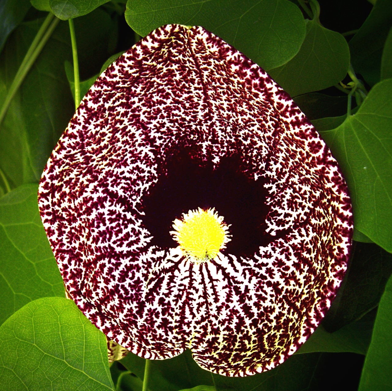 Floarea Fantoma (80 seminte) Dutchman's Pipe - Aristolochia littoralis syn. elegans, planta cataratoare cu flori uriase, Saflax
