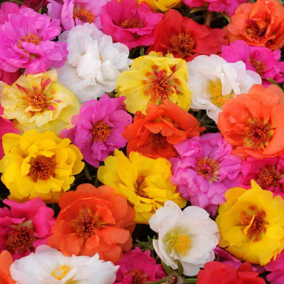Flori de Piatra Mix (0,4 g), seminte Portulaca grandiflora amestec de culori, Chemy Farm