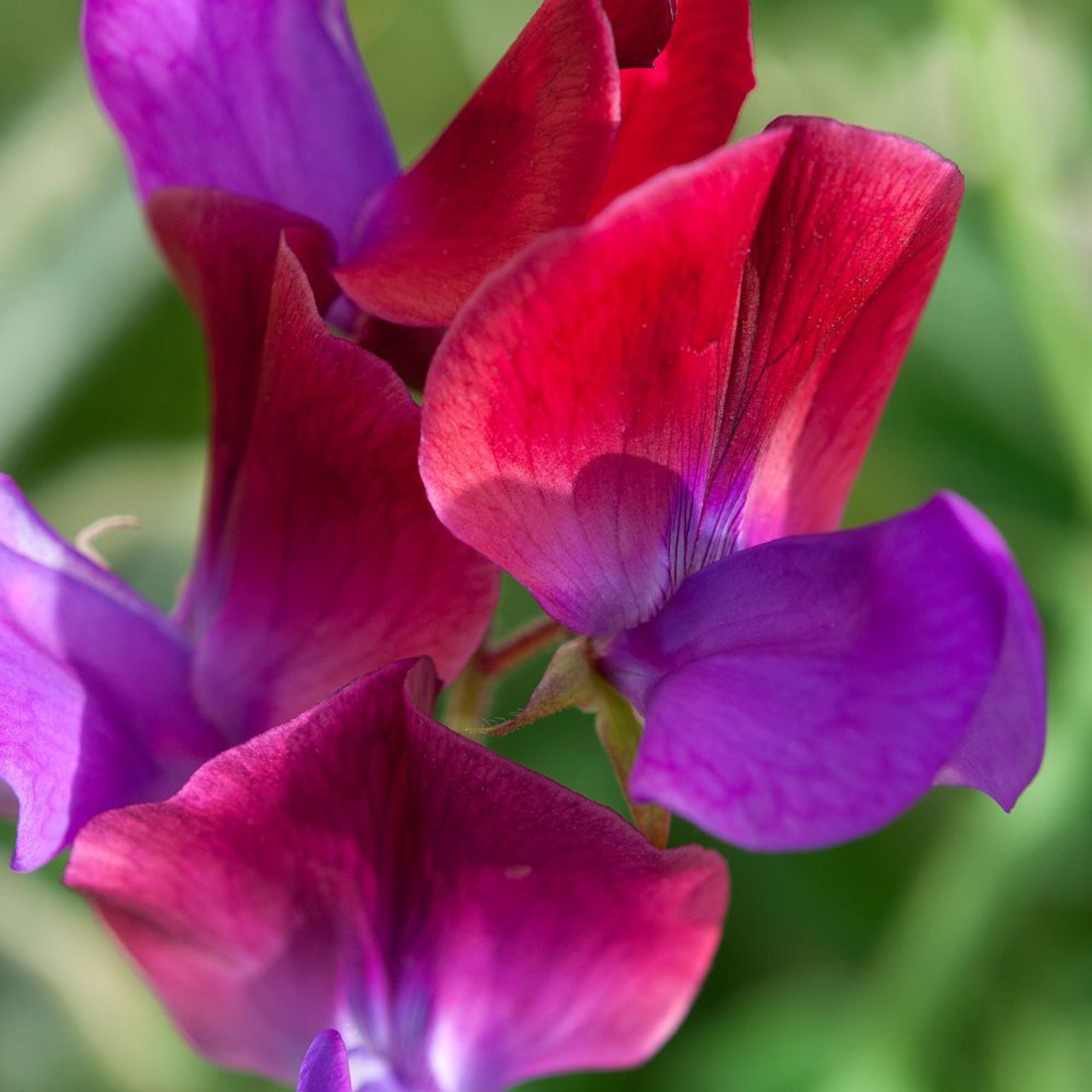 Grandiflora Matucana (20 seminte) Sangele Voinicului catarator, parfumat, bicolor magenta-violet, Seklos