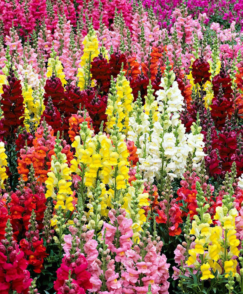 Gura Leului Mix (0.8 gr) seminte de flori in culori superbe gura leului Mix Antirrhinum, Opal