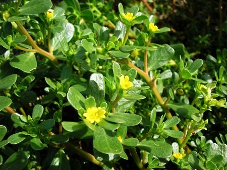 Iarba Grasa - Grasita (2200 seminte) plante medicinala frunze carnoase, Florian