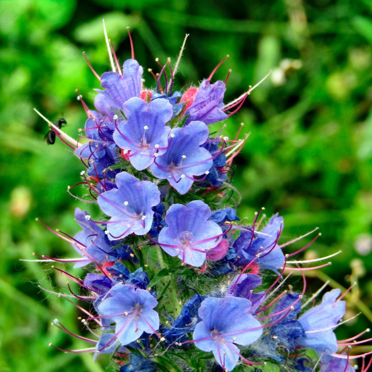 Iarba Sarpelui Salbatica (1 gr) seminte planta perena melifera, Echium vulgare, Toraf
