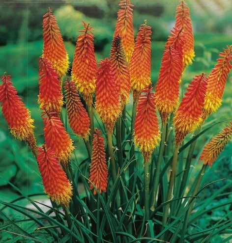 Kniphofia uvaria - Crinul Faclie (0.5 gr) seminte planta perena cu flori impresionante bicolore, galben cu rosu-portocaliu, Toraf