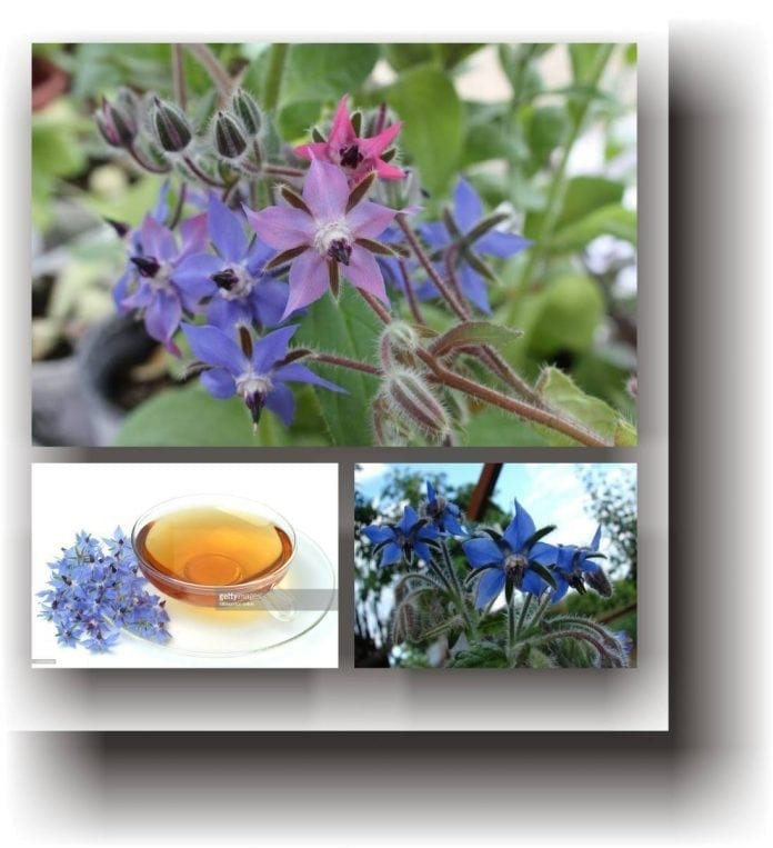 Limba mielului (1 gr) seminte planta anuala medicinala pentru salate, decorativa, Agrosem