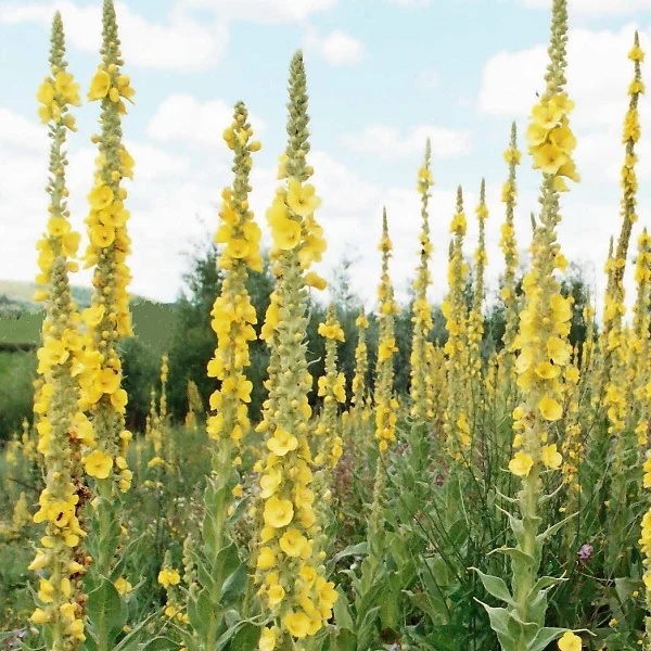Lumanarica (500 seminte) Large Flowered Mullein - Verbascum densiflorum, planta medicinala cu efect expectorant, antiinflamator, analgezic, Saflax