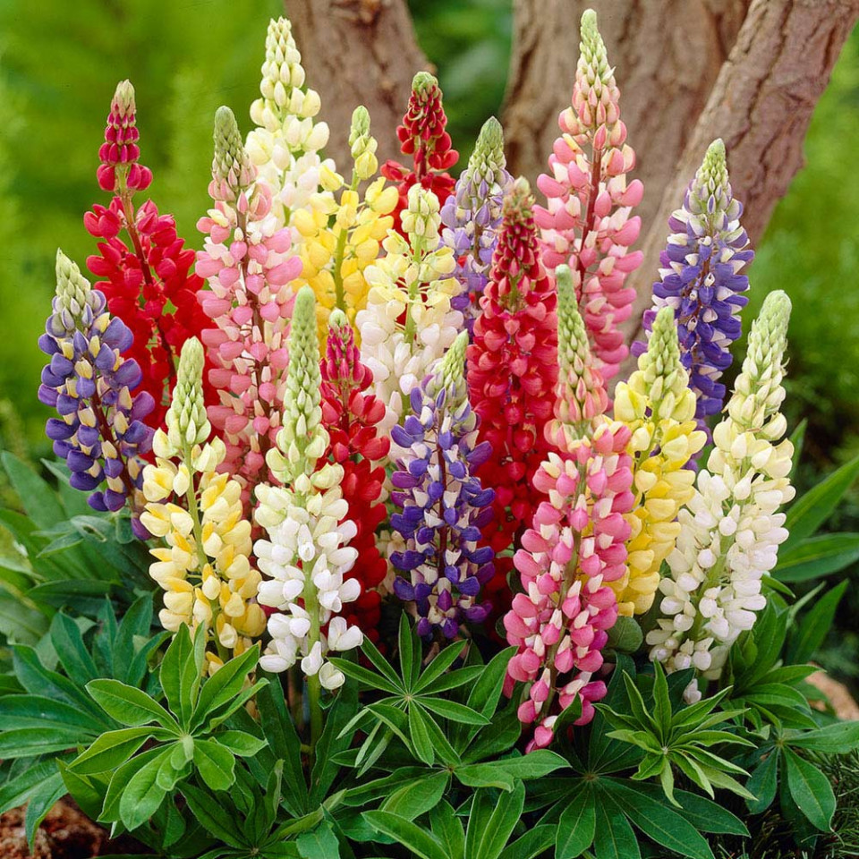 Lupin mix (20 seminte) planta perena, flori de diferite culori, Agrosem