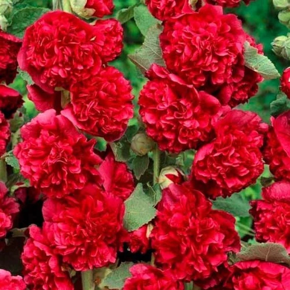 Malwa Ogrodowa - Nalba de Gradina rosie (0.5 gr) seminte Nalba de Gradina flori mari, batute, rosii, Toraf
