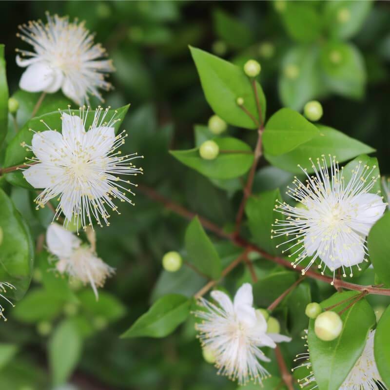 Mirt (30 seminte) True Myrtle - Myrtus communis, arbust cu frunze si flori parfumate, Saflax