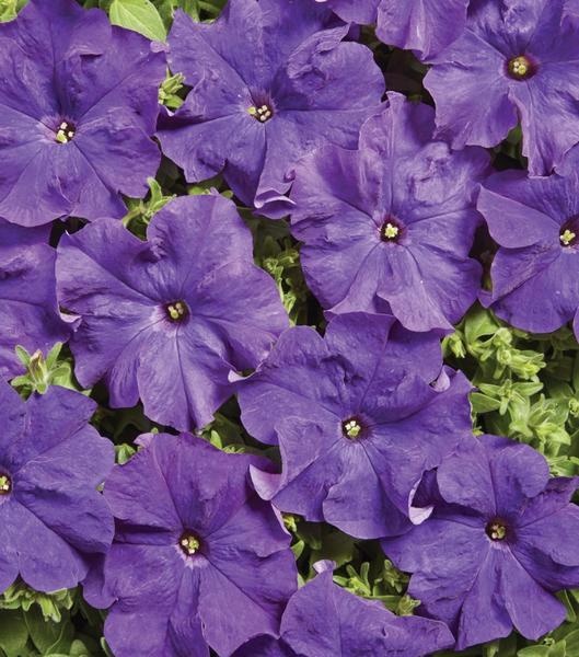 Mistral Blue F1 (25 seminte) Petunia hybrida, flori mari, culoare albastru-violet, Sekluva