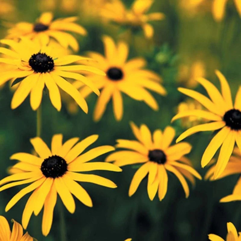 My Joy (0.5 gr) seminte Rudbeckia flori galben-aurii cu centrul ciocolatiu, Toraf