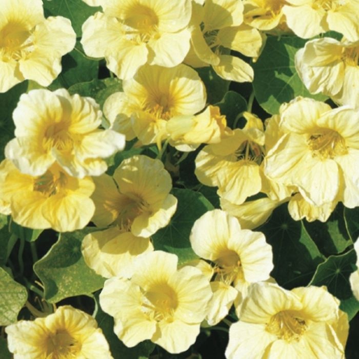 Nasturtium Moonlight (25 seminte) Condurul Doamnei urcator flori galbene, inflorire abundenta, Seklos