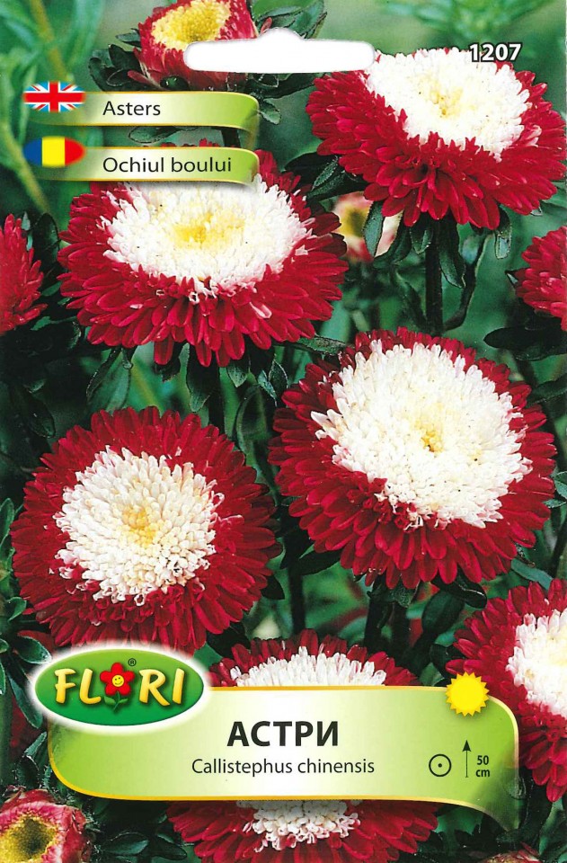 Ochiul Boului rosu cu alb (250 seminte) Ochiul Boului flori bicolore, Florian