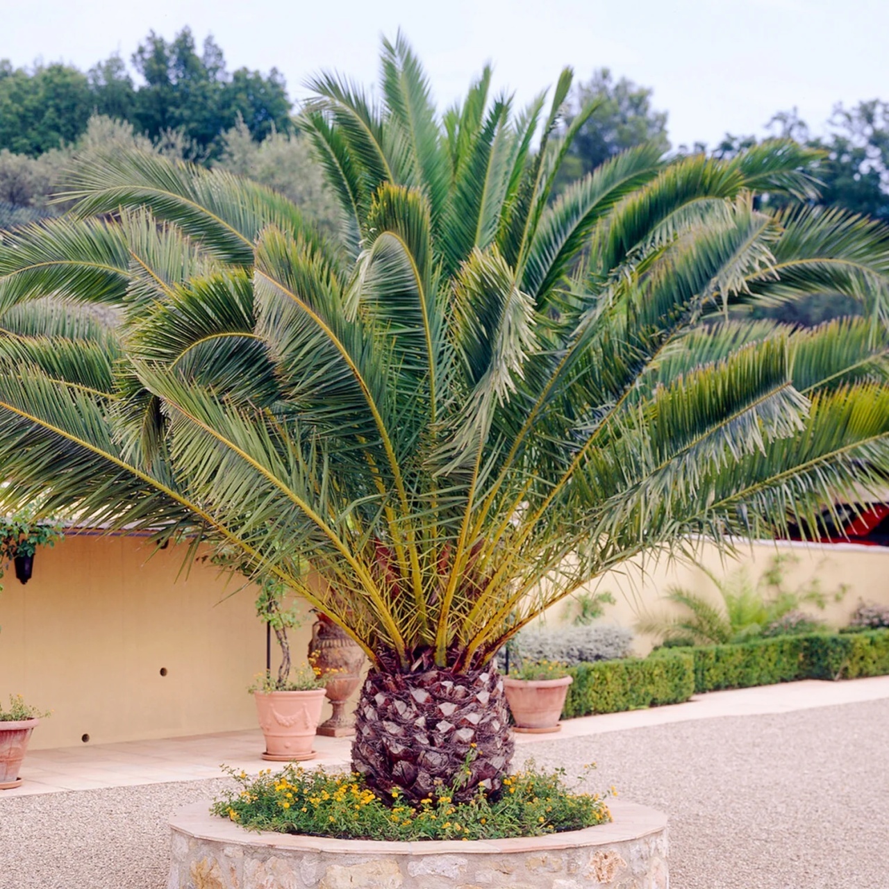 Palmier Phoenix de Canare (10 seminte) Canary Date Palm - Phoenix canariensis, curmal foarte decorativ, Saflax