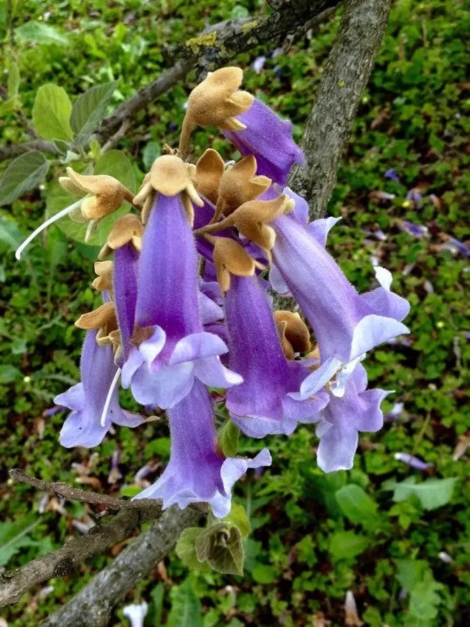 Paulownia–Arborele de Oxigen (200 seminte) Princess Tree - Paulownia tomentosa, copac decorativ frunze mari, flori roz-violet parfumate, Saflax