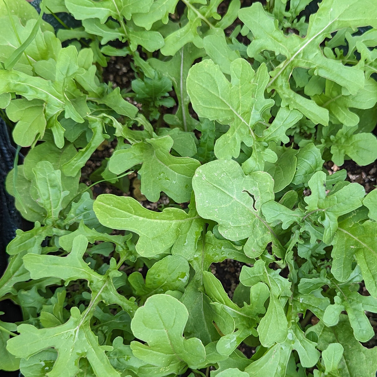 Rocket Salad BIO (700 seminte) rucola BIO aromata, Seklos