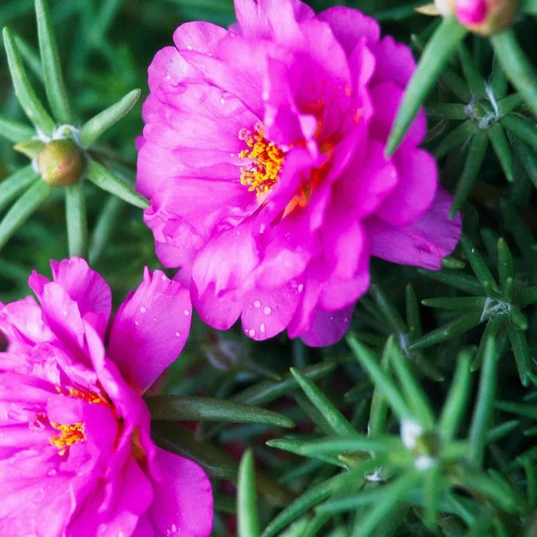 Rose Moss (4500 seminte) Flori de Piatra duble roz, Portulaca Grandiflora, Seklos