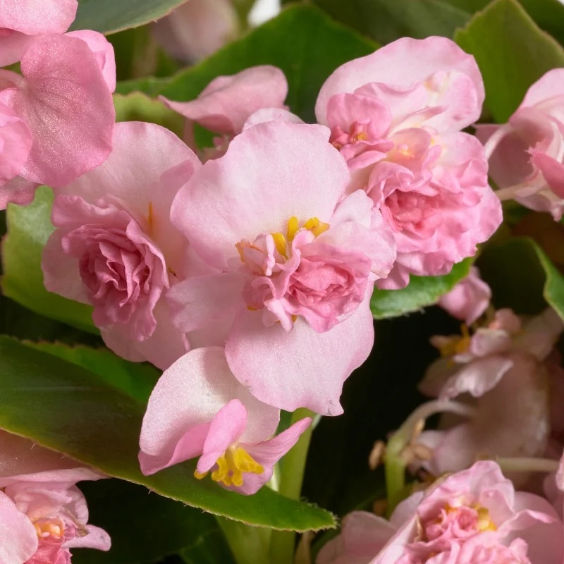 Rozine Feja F1 (30 seminte) Begonia semperflorens hybrid flori bogate roz, Sekluva