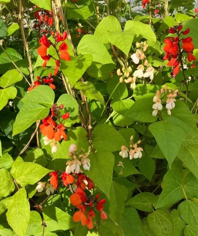 Runner Bean mix (10 g) seminte Fasole urcatoare decorativa, flori colorate, Legutko