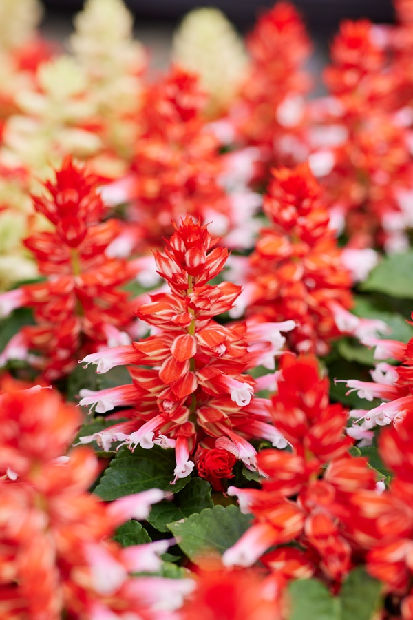 Salvia Splendens Scarlet Bicolor (10 seminte) planta anuala, inflorire abundenta, flori rosu cu alb, Toraf