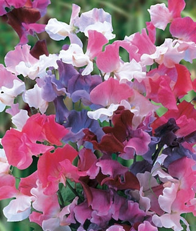 Sangele Voinicului Sweet Pea Ruffled (2 gr), seminte Lathyrus odoratus cataratoare, parfumata, Seklos