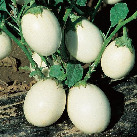 Vinete White Egg (60 seminte) vinete albe in forma de ou, Agrosem