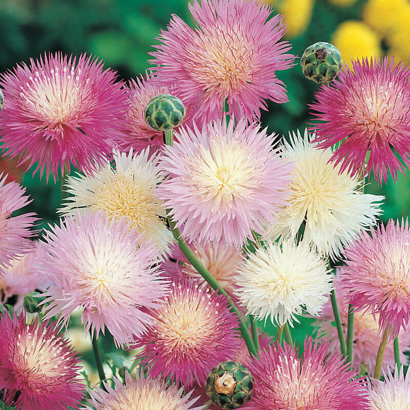Vinetica parfumata mix (0.3 gr) seminte de Centaurea imperialis cu flori parfumate, colorate in mov, alb, galben, roz, Agrosem