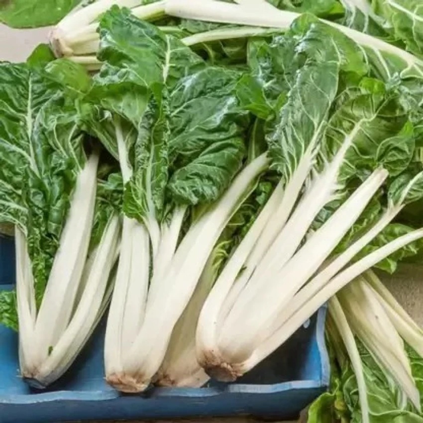 White Silver 2 BIO (120 seminte) mangold tulpini albe, frunze verzi, soi timpuriu, Seklos