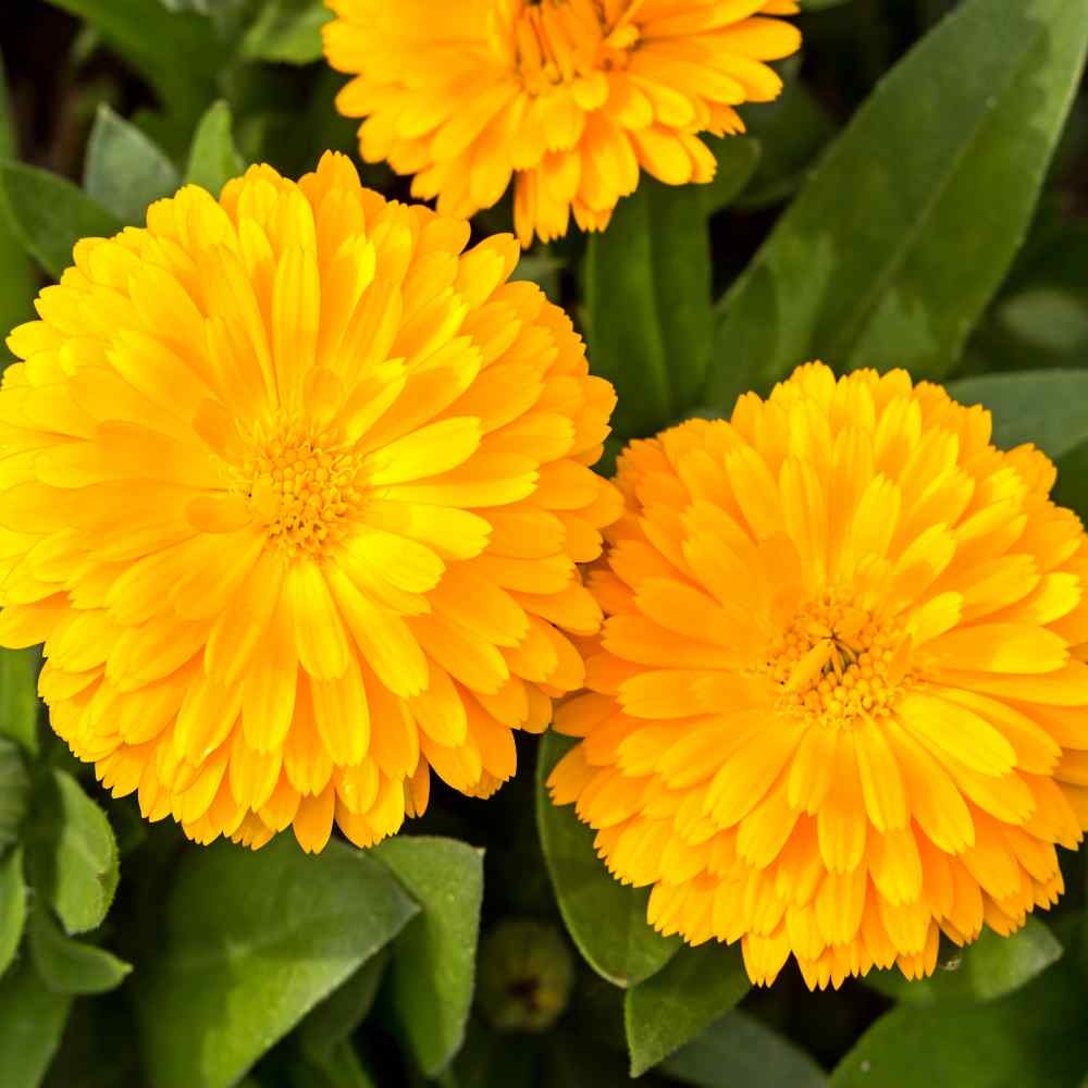 Yellow Gitana (200 seminte) Galbenele de ghiveci flori galbene, Seklos