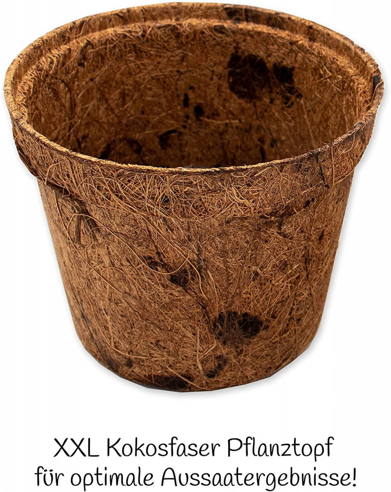 Poze Set de seminte si ghiveci pentru cultivare brad de Craciun, maro, cocos