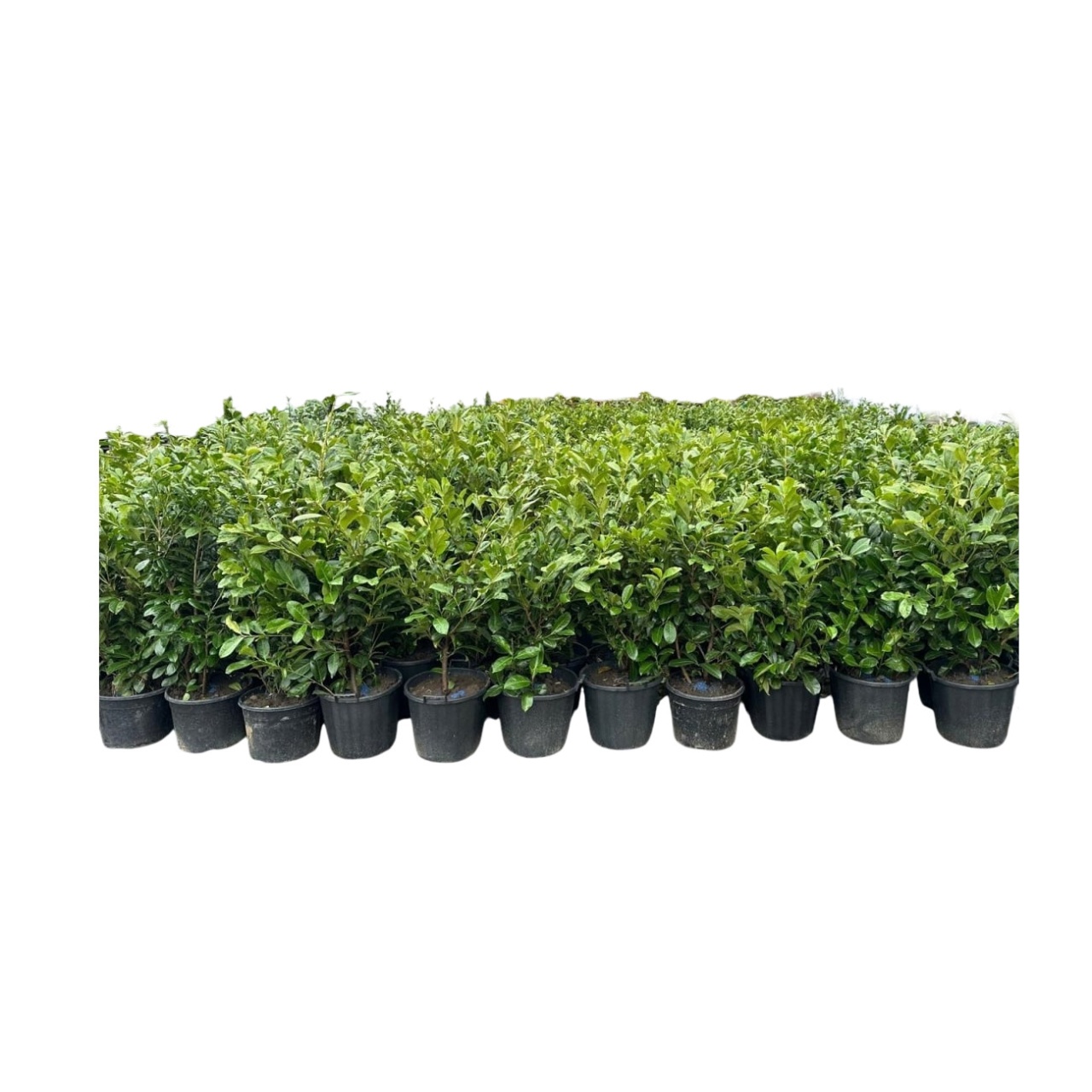 Laur Englezesc Novita, 10+1 fire GRATIS, 60-80 cm, ghiveci 3 L