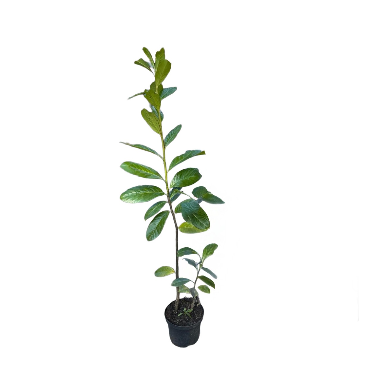 Laur Englezesc Novita, 1fir, 120-140 cm, ghiveci 35 L
