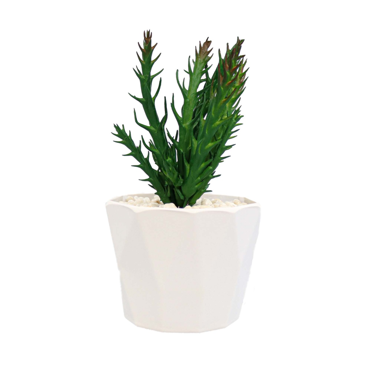 Planta Suculenta In Ghiveci, Mov, Plastic, 18Cm