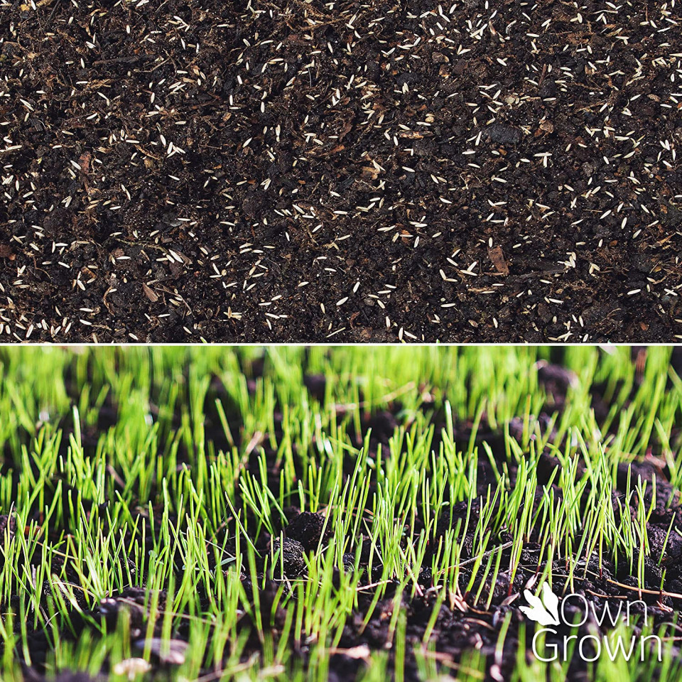 Poze Seminte de gazon de inalta calitate OwnGrown, 100 g, pentru 10 m2