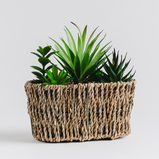 Floare decorativa sawa