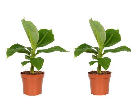 Set de 2 plante Perfect, maro/verde, 40 cm Artificiale