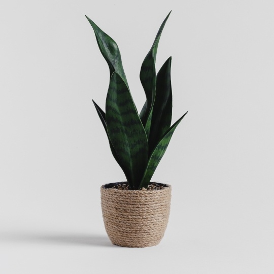 Floare decorativa timo