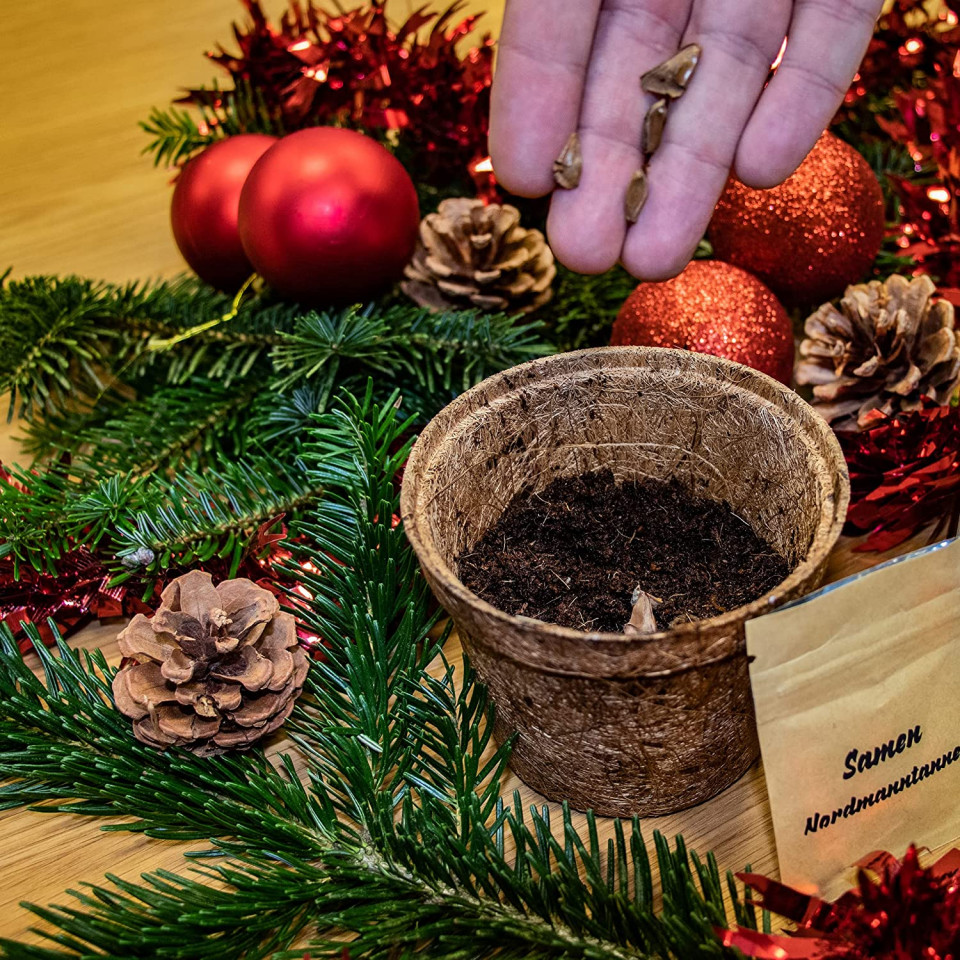 Poze Set de seminte si ghiveci pentru cultivare brad de Craciun, maro, cocos