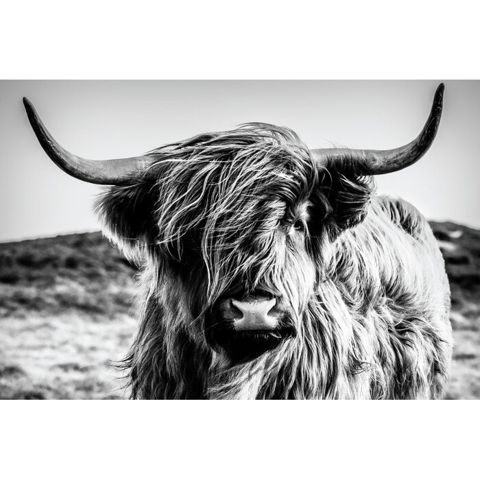 Tablou, Highland Cow, gri/negru, 60 x 90 cm chilipirul-zilei.ro/