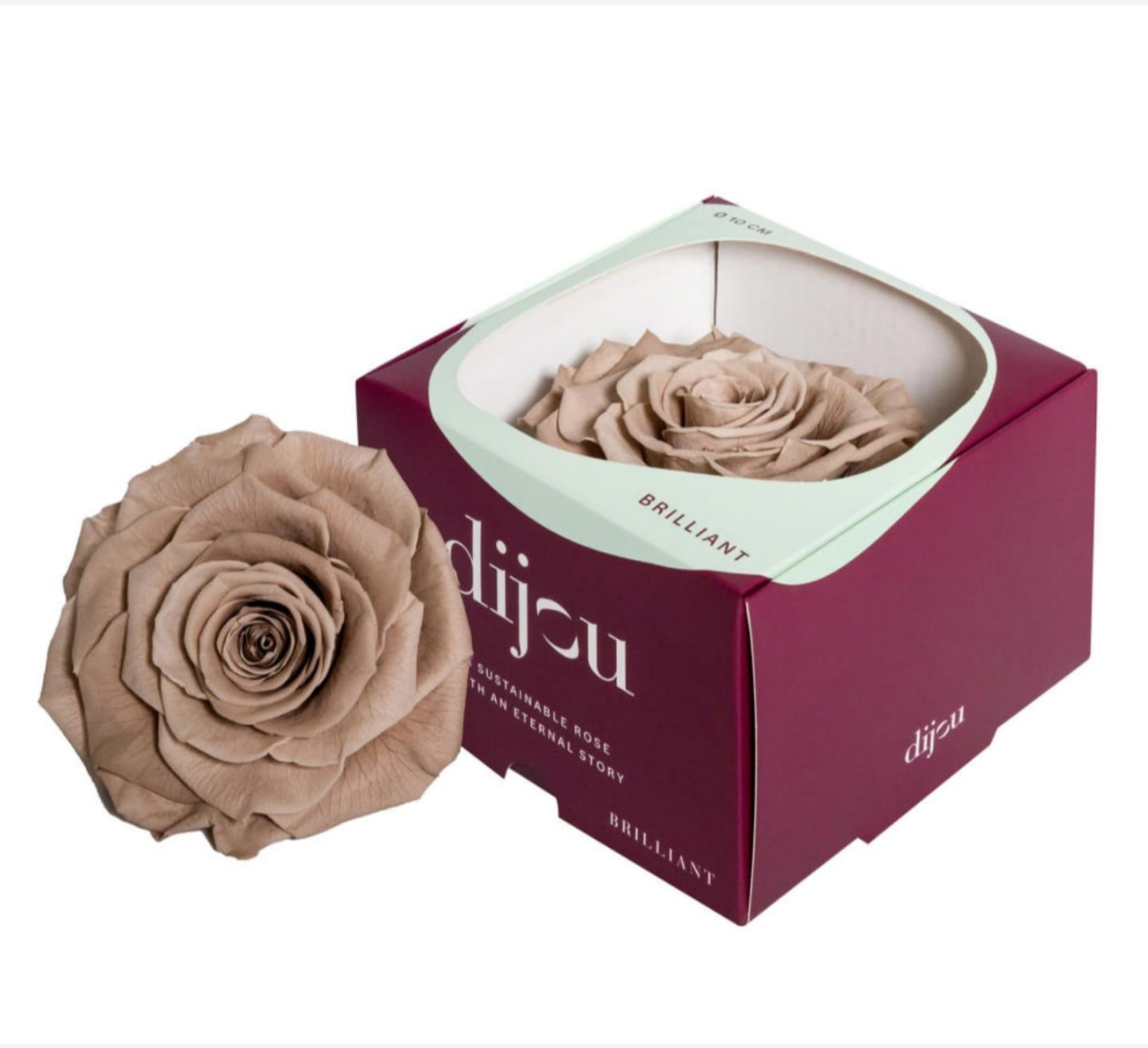 Trandafir CAFFE LATTE Natural Criogenat Premium cu diametru 10cm + cutie cadou