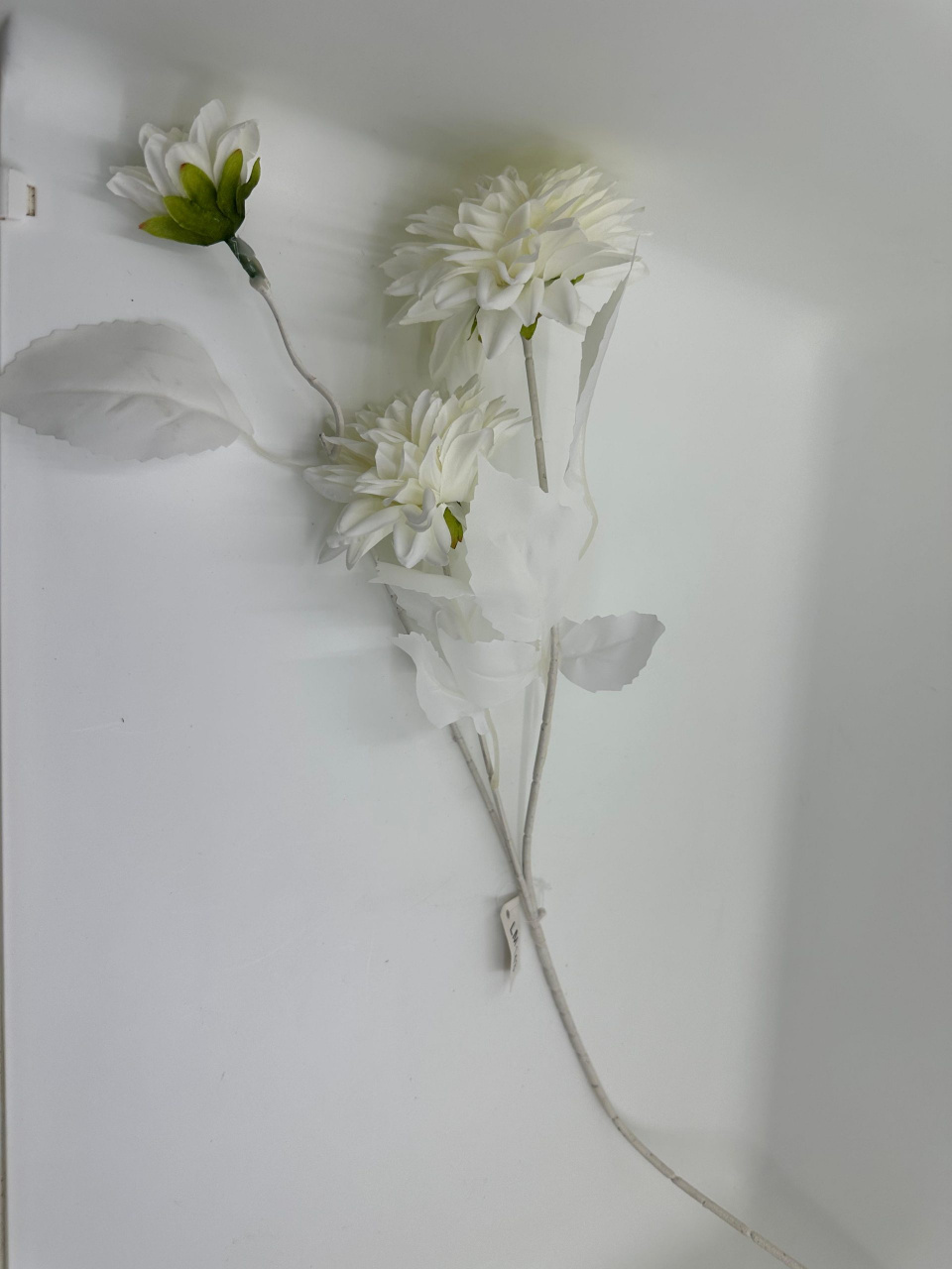 Importflower.ro Fir alb dalie