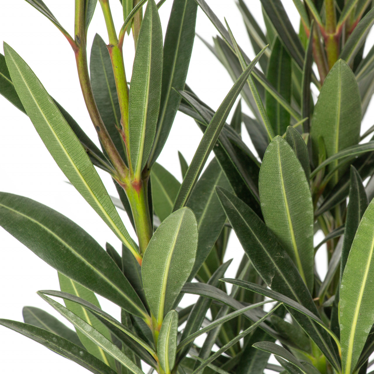 Oleandru, Nerium oleander, planta naturala decorativa, in ghiveci P14, 30/35cm