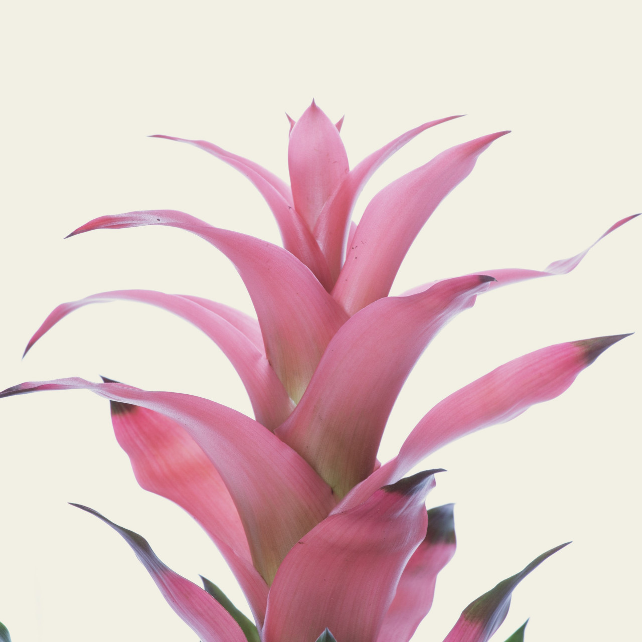 Mix 3 x Bromelia roz, Guzmania lingulata, planta naturala decorativa, in ghiveci P12, 40 cm