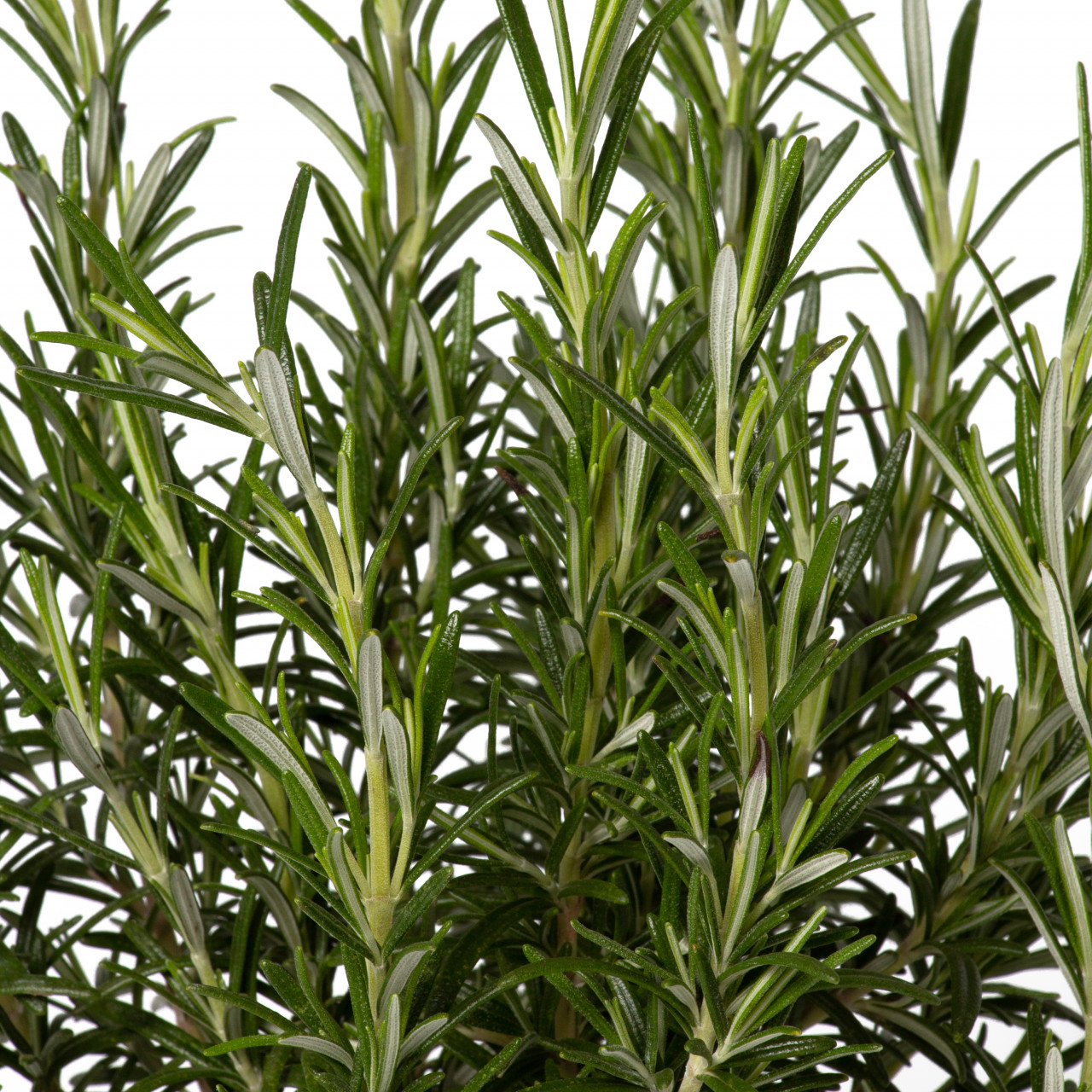 Rozmarin, Rosmarinus officinalis, planta aromatica naturala, in ghiveci P14, H 10/20 cm