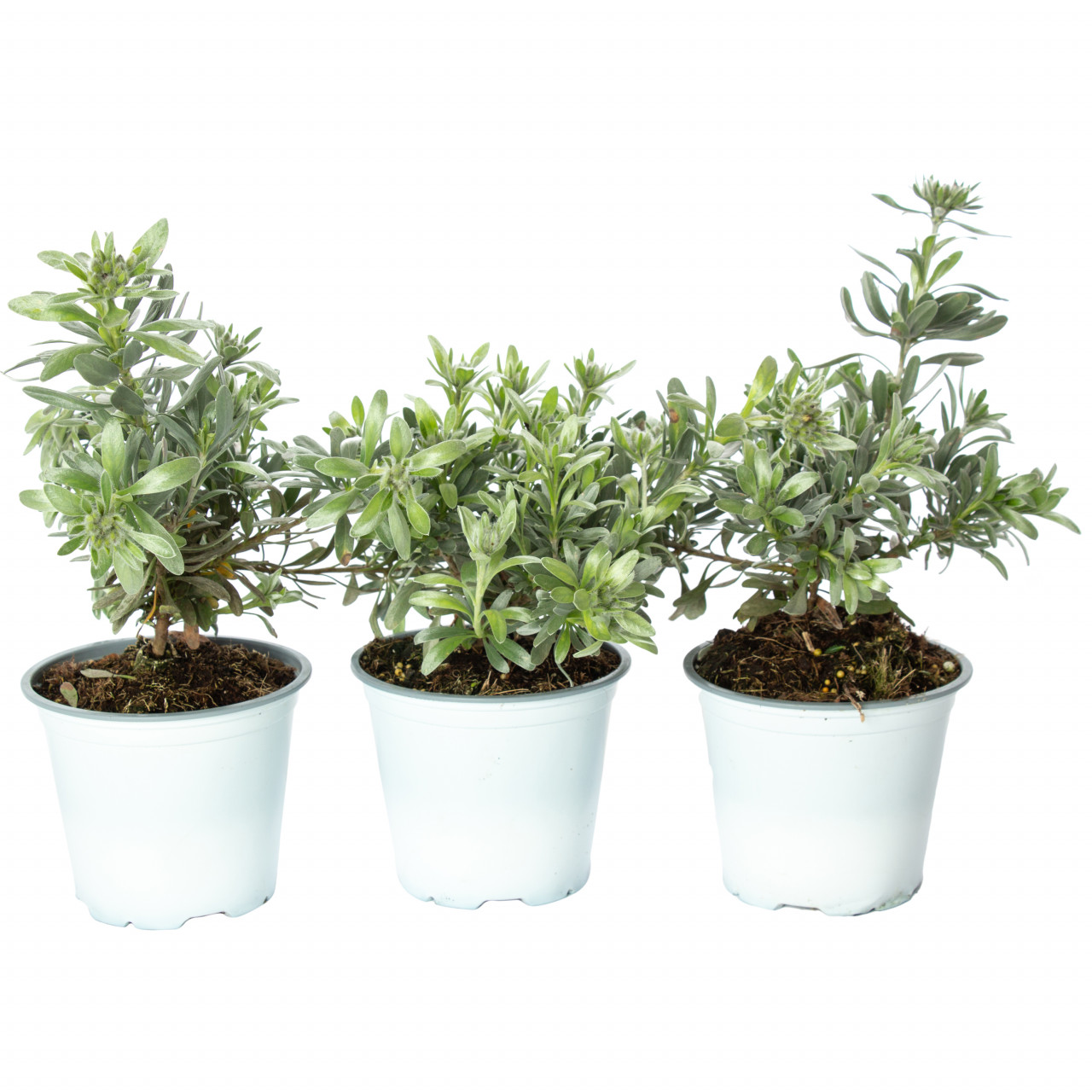 Volbura argintie, Convolvulus cneorum, planta naturala decorativa, in ghiveci P14, 20/30cm