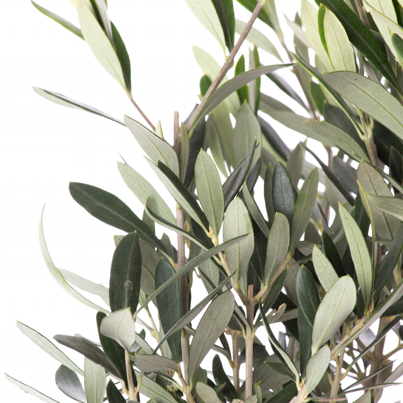 Maslin, Olea europea, planta naturala decorativa, in ghiveci P14, 25/35cm