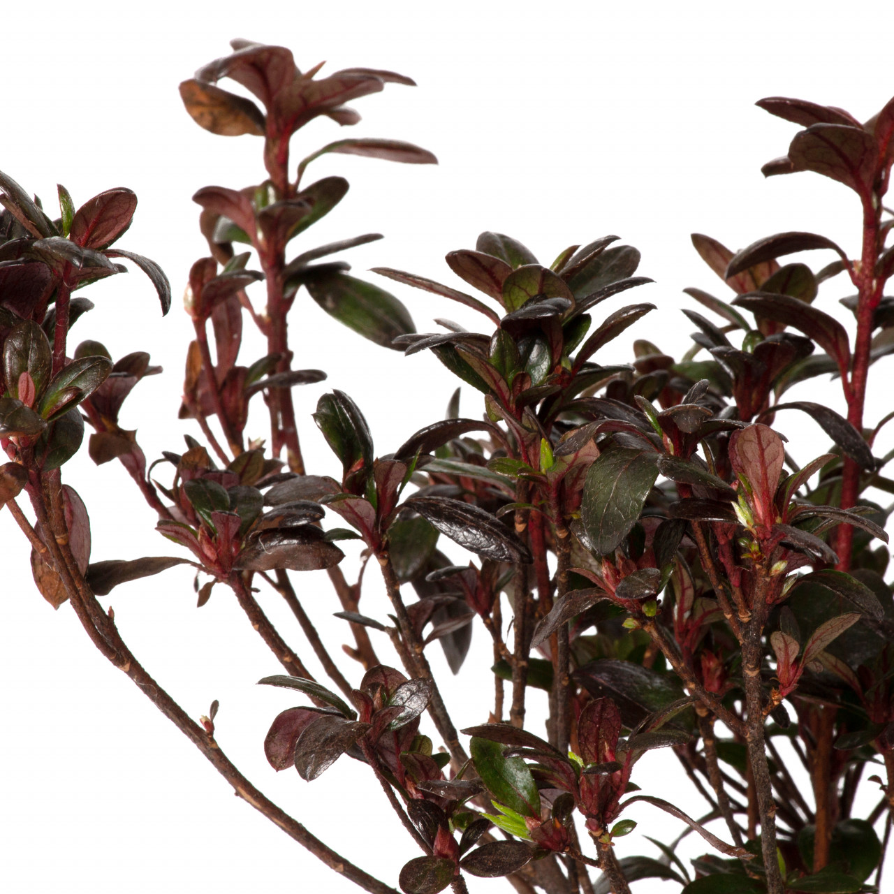 Planta naturala Azalea japonica var ‘Canzonetta’, decorativa de exterior, in ghiveci C2, H 20-30 cm, rosu