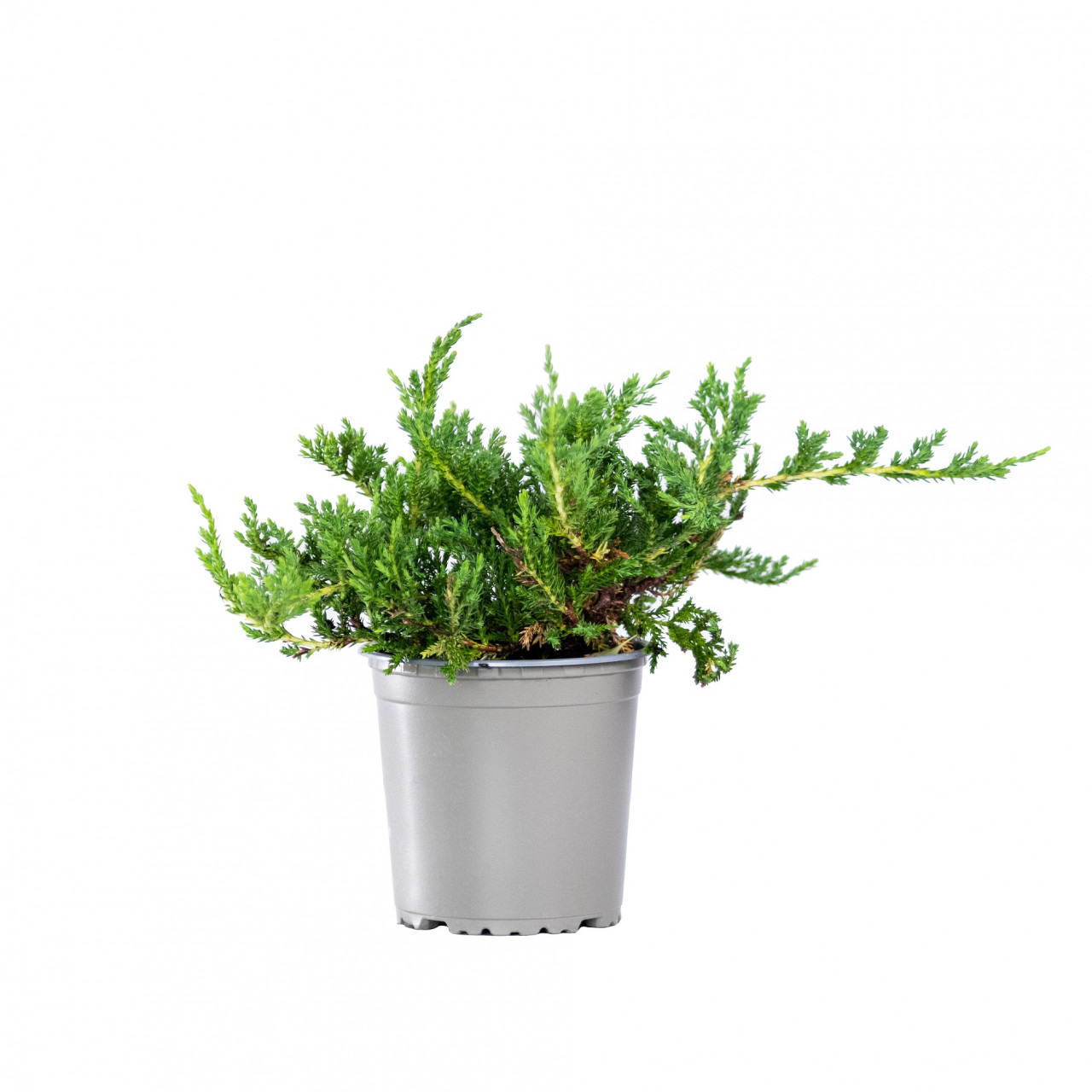 Planta naturala Juniperus horizontalis var Wiltonii, ienupar tarator vesnic verde, de exterior, in ghiveci C2, Ø 15/25 cm, H 25/35 cm, verde viu