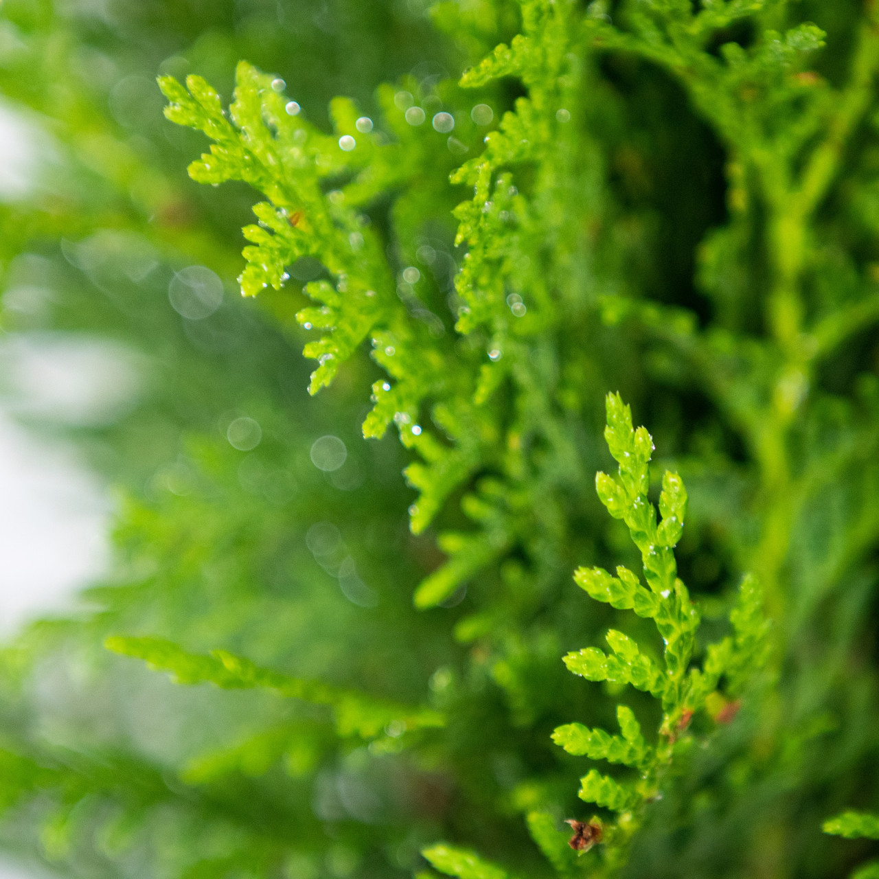 Planta naturala Thuja globosa var Aurea, conifer vesnic verde, de exterior, in ghiveci C2, Ø 15/25 cm, H 25/35 cm, verde-auriu